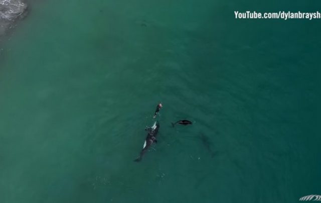 Редкое видео: семья косаток поплавала с пловчихой
