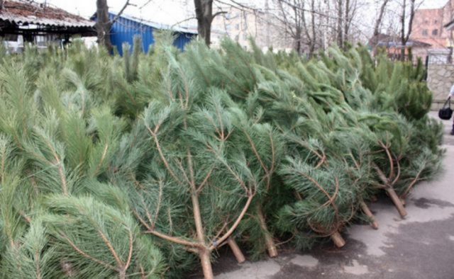 В Украине могут запретить продавать елки: «Праздник отменяется»