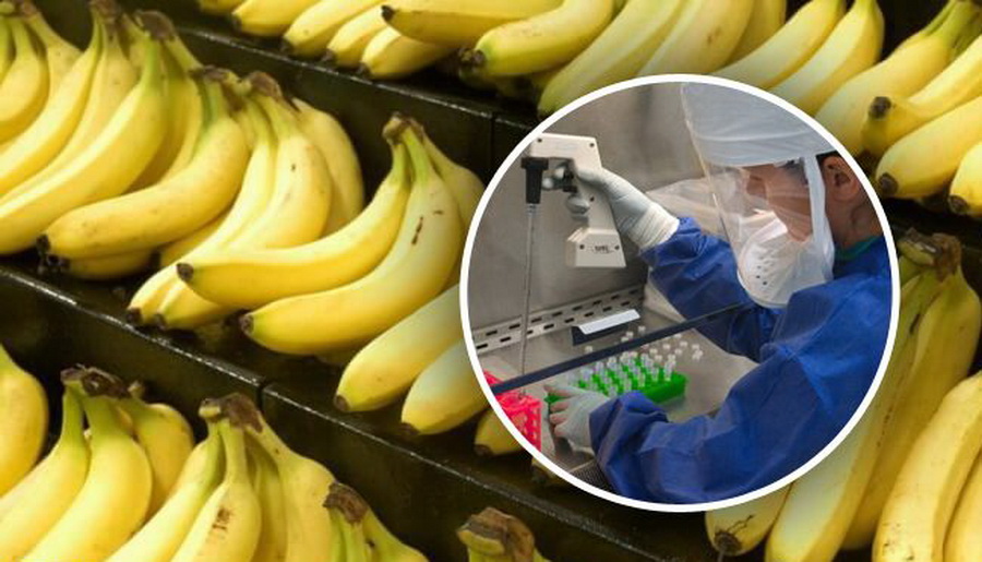 Откуда повезут бананы в россию. Россия привозит бананы из. Чем можно заразиться через фрукты. На банане привезли с инфарктом. Какая зараза передается через фрукты.