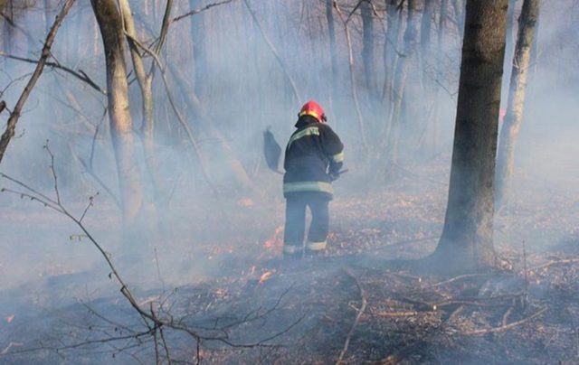 На Житомирщине огонь уничтожил 500 га леса за день