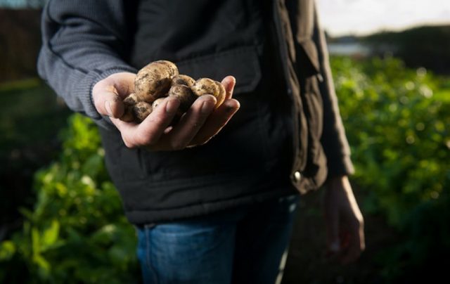 Нидерланды вместо утилизации «втюхали» промышленный картофель Украине