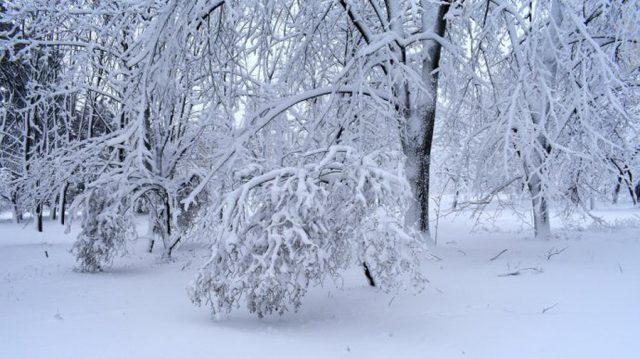 Снегопады продлятся до вечера субботы, на Львовщине выпало уже 90 см снега
