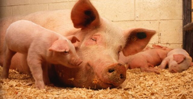 На Буковині масовий спалах африканської чуми: через захворювання заб’ють 21 тисячу свиней