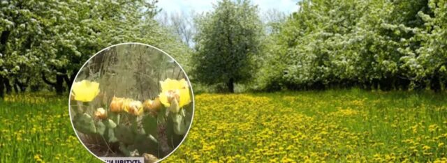 У Херсонській області в лісі розцвіла поляна з кактусами. Відео