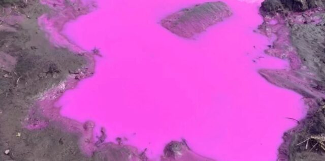 У Рівненській області з’явилися калюжі рожевого кольору — відео