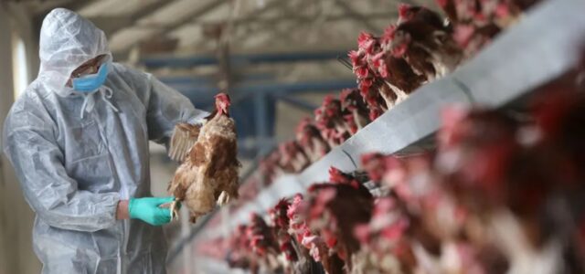 В українській курятині знайшли підшкірну субстанцію: чим і навіщо «шпигують» м’ясо